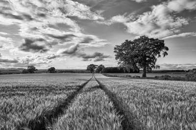 Fototapete Schwarz-weißes Feld