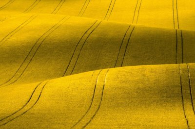 Fototapete Frühlingslandschaft gelbes Rapsfeld Natur