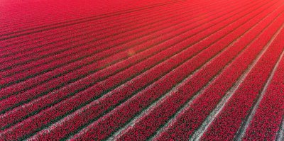 Fototapete Feld roter Tulpen in den Niederlanden