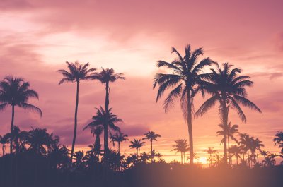 Fototapete Tropische Palmen bei Sonnenuntergang