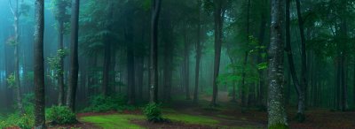 Fototapete Waldpanorama im Nebel