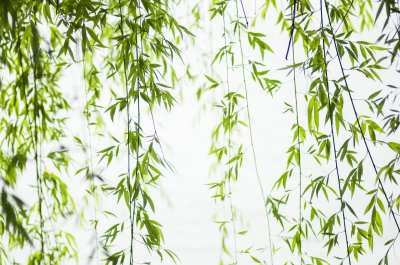 Sticker Weidenblätter