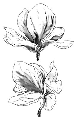Sticker Skizze von zwei Blumen