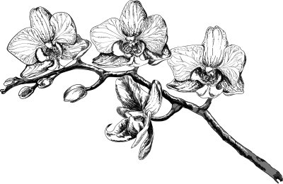 Bild Orchidee in monochromatischen Farben