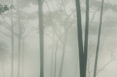 Sticker Soi dao Tajlandia