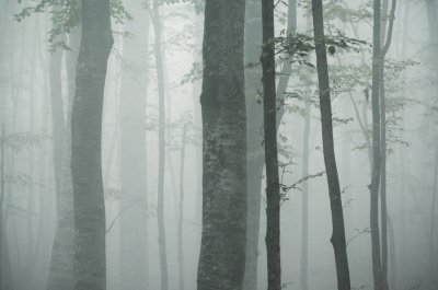 Sticker Buchenstämme im dichten Nebel