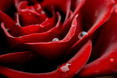 Fototapete Rote Rosenblütenblätter und Tropfen