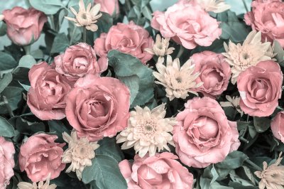 Fototapete Rosa Rosen im Vintage-Stil