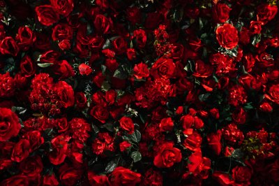 Fototapete Strauß roter Rosen