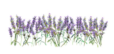 Sticker Lila Lavendelblüten auf weißem Hintergrund