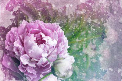 Fototapete Pfingstrose an alter Wand