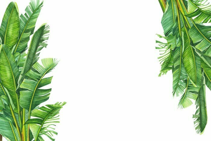 Sticker Greeting card with place for text, invitation. Tropical plants, banana palm on an isolated white background, watercolor illustration, hand drawing, botanical painting