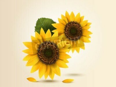 Bild Sonnenblumen 3D