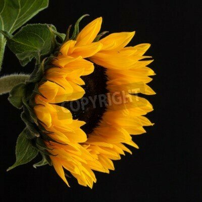 Bild Sonnenblume vor dem Hintergrund der schwarzen Wand