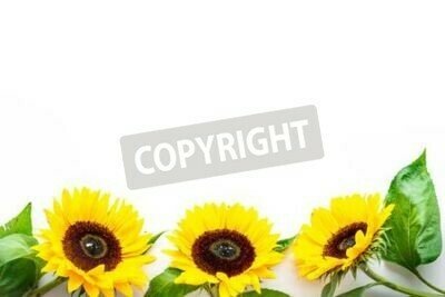 Bild Sonnenblumen mit grünen Blättern