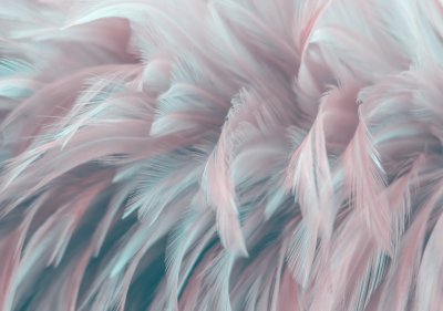 Fototapete Image nature art of wings bird,Soft pastel detail of design,chicken feather texture,white fluffy twirled on transparent background wallpaper Abstract. Coral Pink color trends and  vintage.