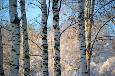 Fototapete Birken 3D im Winter