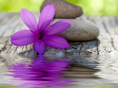 Fototapete Violette Blume und Steine