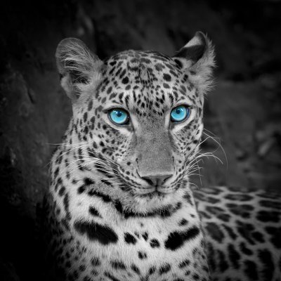 Sticker Leopard mit blauen augen