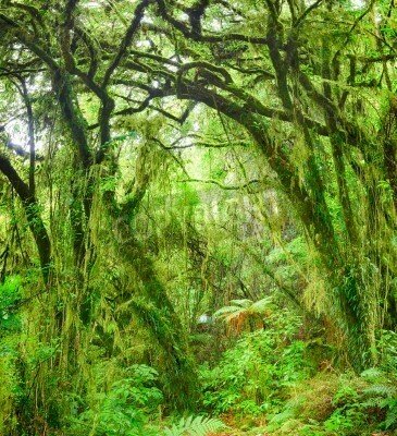 Fototapete Dschungel und Busch