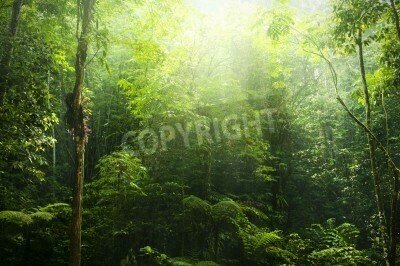 Fototapete Tropen und Sonnenstrahlen