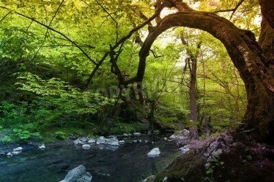 Fototapete Gebogene Bäume im Dschungel