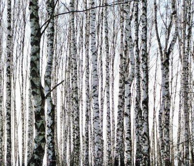 Fototapete Birken mit schwarz-weißer Rinde