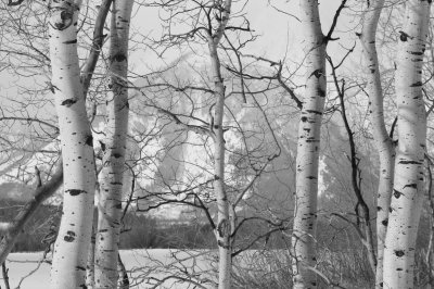 Fototapete Winteransicht mit Birken