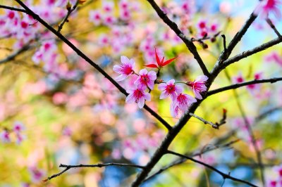 Fototapete Blühende rosa Blume