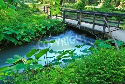 Fototapete Brücke im Park inmitten von Pflanzen