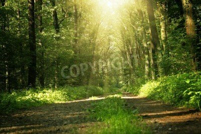 Fototapete Weg durch den Dschungel