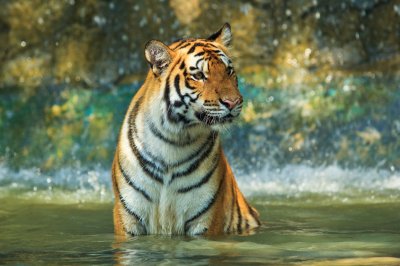 Fototapete Tiger im wasser