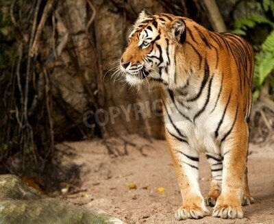 Fototapete Afrikanisches tier im dschungel