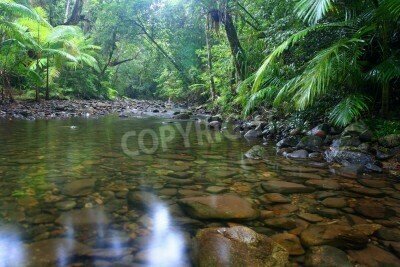 Fototapete Dschungelbach