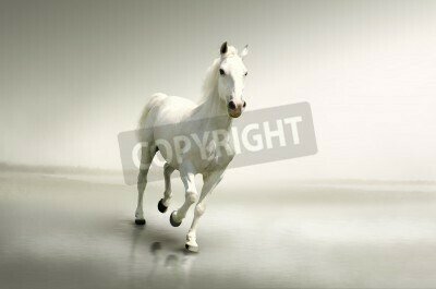 Fototapete Weißes tier auf hellem hintergrund