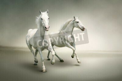 Fototapete Weiße stuten auf hellem hintergrund