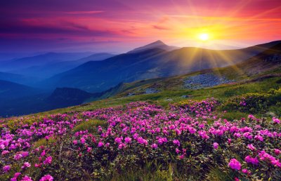 Fototapete Rosa Blumen Berge und Sonnenaufgang