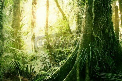 Fototapete Tropen am Morgen