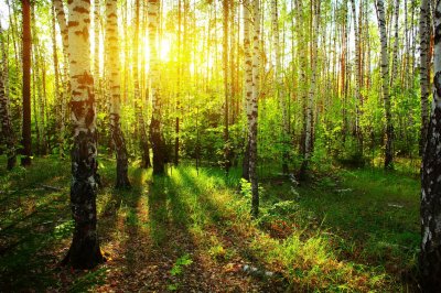 Fototapete Sonnenstrahlen im Birkenwald