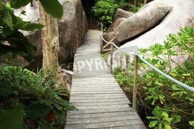 Fototapete Brücke im Regenwald