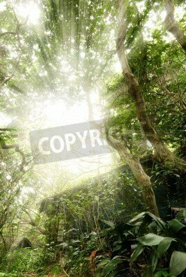 Fototapete Blick auf den Himmel im Dschungel