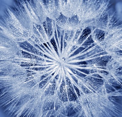 Fototapete Blaue Pusteblumensamen