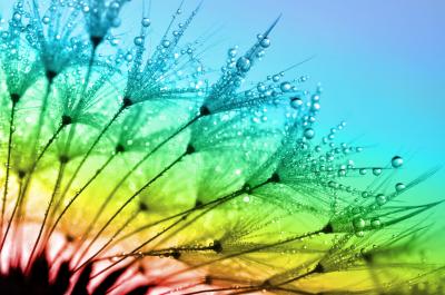 Fototapete Pusteblume auf regenbogenfarbenem Hintergrund