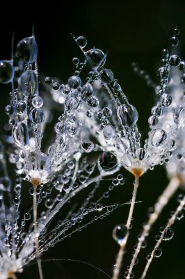 Fototapete Pusteblumen im Regen in Nahaufnahme