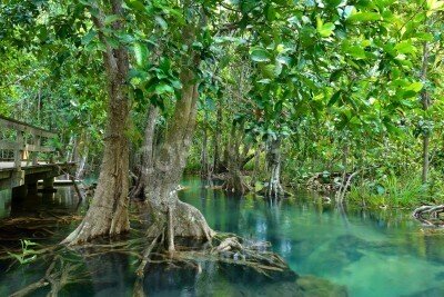 Fototapete Bäume mit Wurzeln im Dschungel