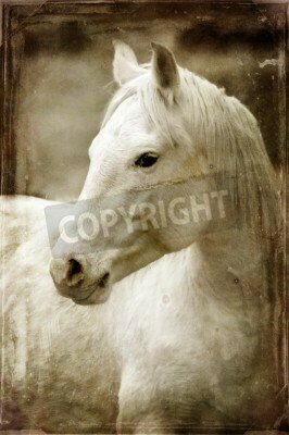 Fototapete Bildnis eines pferdes in sepia