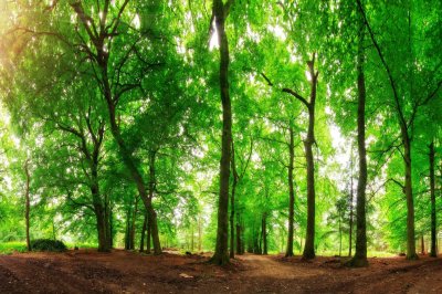 Fototapete Waldlandschaft an einem sonnigen Tag