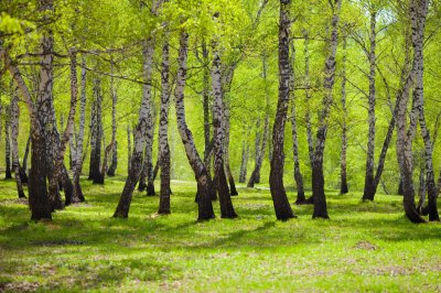 Fototapete Grünes Gras und Birken