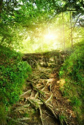 Fototapete Baumwurzeln im Dschungel