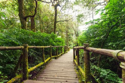 Fototapete Brücke durch Tropen